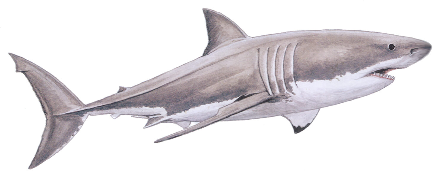 Megalodon: A shark to be feared – East Bay Times