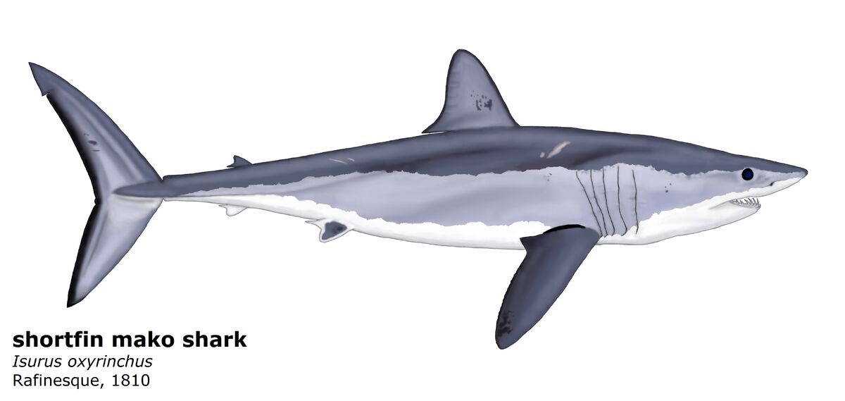 Shortfin Mako Shark | Godzilla and friends Wiki | Fandom