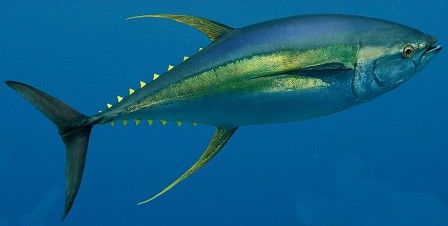 Yellowfin Tuna, Godzilla and friends Wiki