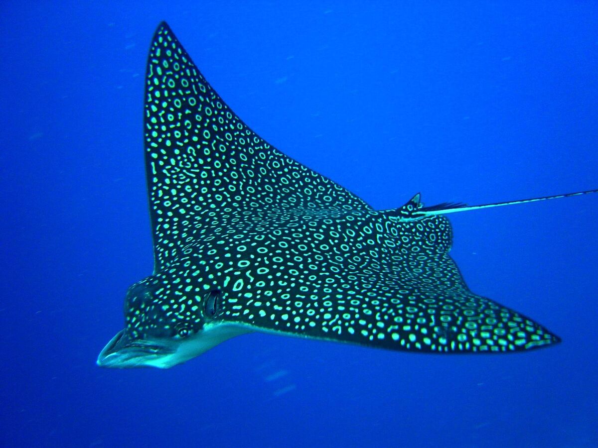 Marbled stingray swims above the bottom of the Arabian Gulf. Salalah. Oman Марму