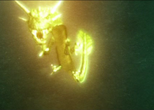 Golden Manda.png