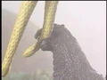 Godzilla bites on King Ghidorah's tail