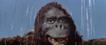 King Kong vs. Godzilla - 56 - Good Morning I Guess
