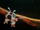 Mothra (Rebirth of Mothra)