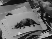 Triceratops picture in Godzilla Raids Again
