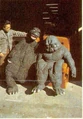 Rotting ShodaiMinilla and MusukoGoji.jpg (37 KB)