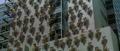 Hundreds of Meganulon attached to a building's wall