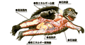 Anatomy of Gamera