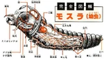 Anatomy of Mothra Larva