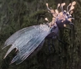 Unidentified hollow earth insect-like creature