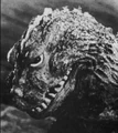 62Godzilla2.jpg (52 KB)