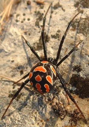 Europaische Schwarze Witwe Godzilla Wiki Fandom