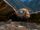 Mothra (Showa)