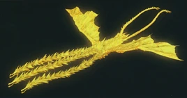 King Ghidorah - AniGoji continuity - Infobox