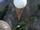 Radioactivity Sonde