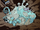 Armillaria