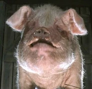 Old Major in Animal Farm.