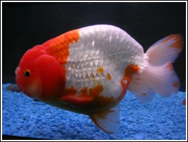 Ranchu | eGoldfish | Fandom