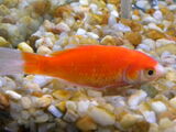 Common goldfish (group)