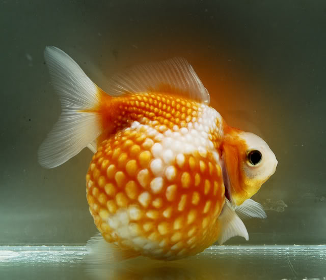 Group of Pearl Scale Goldfish