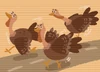 PNN Broadcasts Turkeys