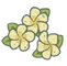 Plumeria Avocados