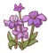 Purple Lilies