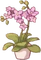 Orchid Plant