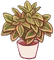 Croton Plant