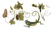 Maria Sibylla Merian's 366th Birthday - (Apr 2nd)