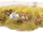 Birthday of H.G. Wells