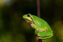 Hyla-meridionalis-the-frog-amphibians