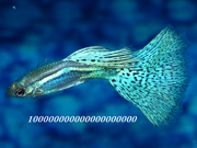 A guppy, swimming in the ocean but probably doesn't know that the ocean contains 3.2 guppy gallons of water. Source: https://sites.google