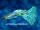 Guppy