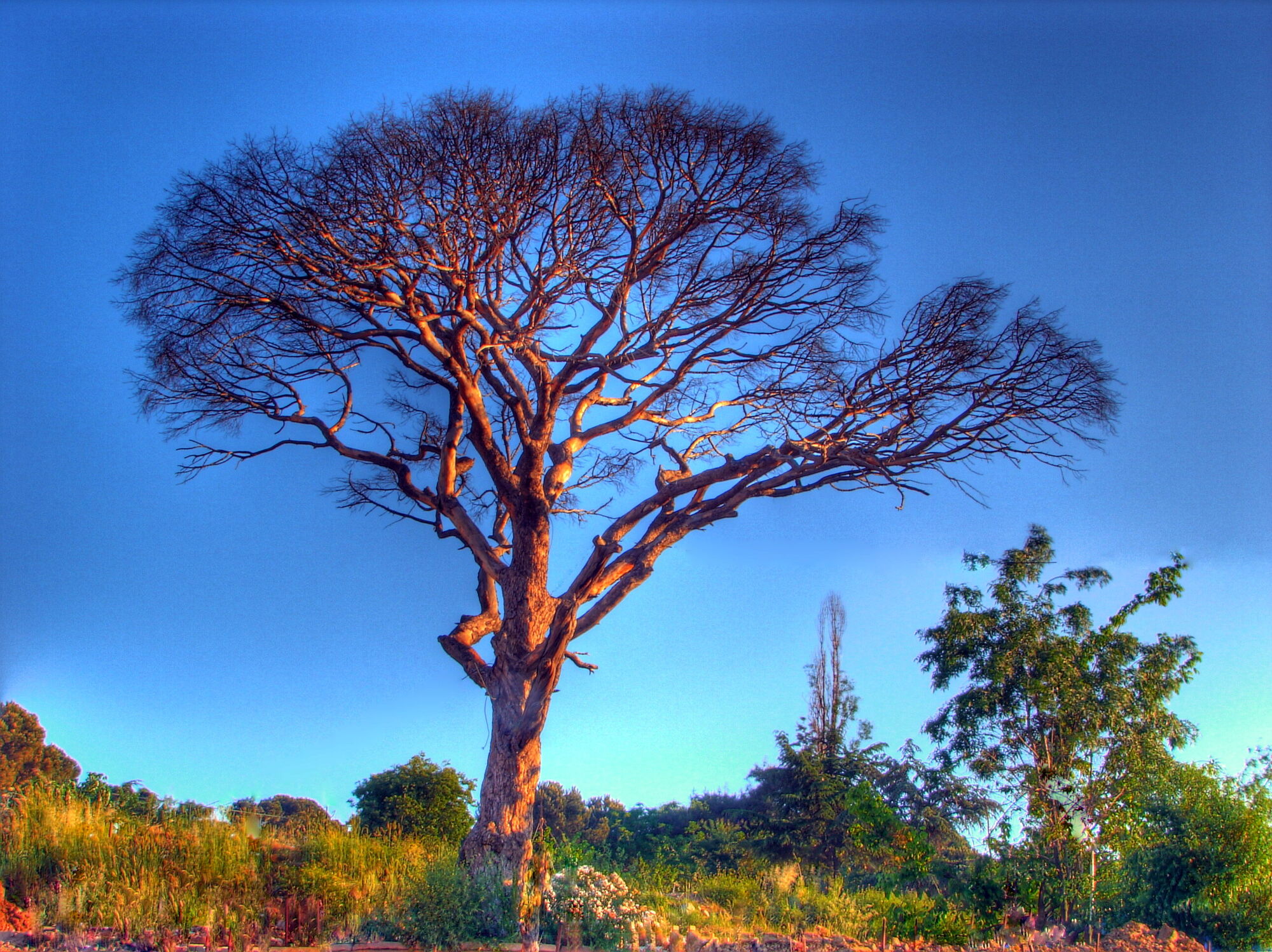 Tree Sequence Googology Wiki Fandom