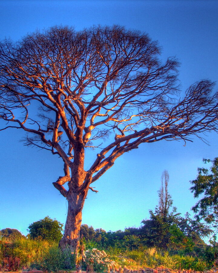 Tree Sequence Googology Wiki Fandom Tree Sequence Googology Wiki Fandom