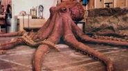 OctopusBTS.jpg (109 KB)