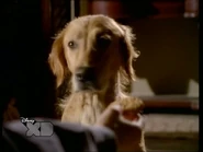 Hairiest 10.jpg (19 KB) Larry in his dog form.