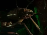 The Awesome Ants
