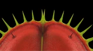 Fly trap DONG.png (519 KB) Venus flytraps jumpscare.