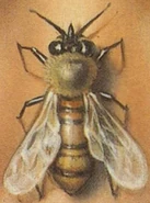 TheBeesFrenchCover.png (586 KB) A bee as depicted on the 2nd French cover of Why I'm Afraid of Bees. Illustrated by Gérard Failly.