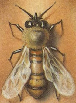 TheBeesFrenchCover.png