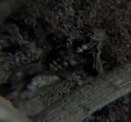 HannahsSkin.png (153 KB) Hannah in her wolf skin.