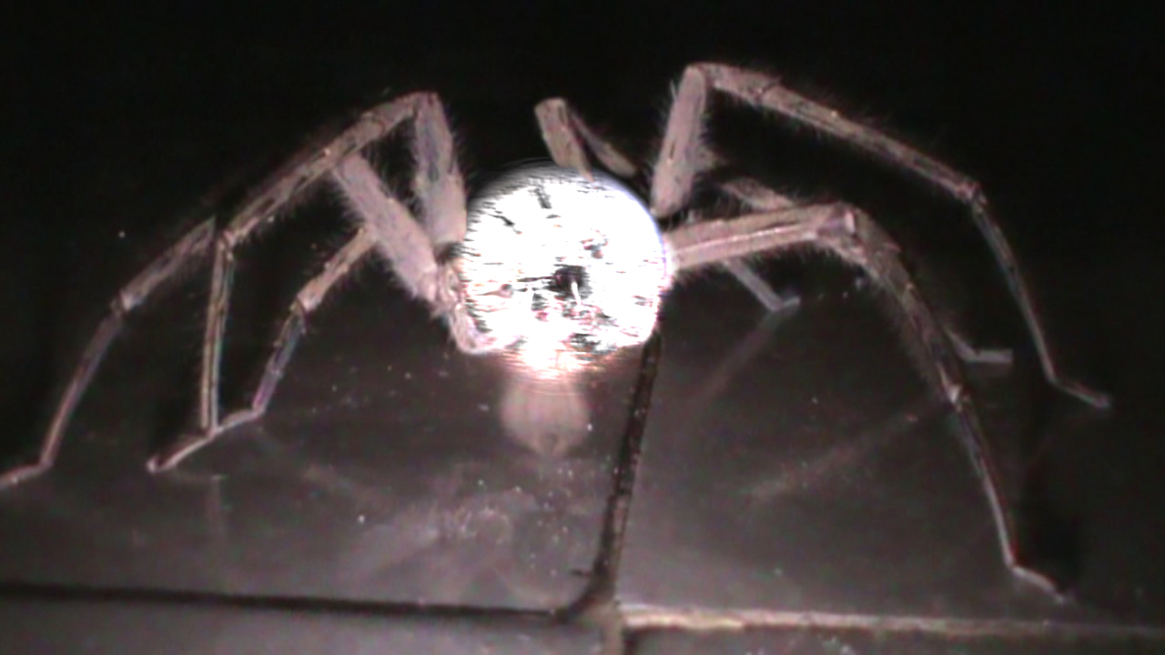 clock spider