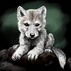 Wolf Pup
