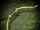 Goldenwood Greatbow