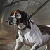 Hunting Hound