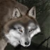Feral Direwolf