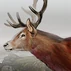 Stag