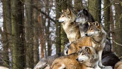 Wolfpack